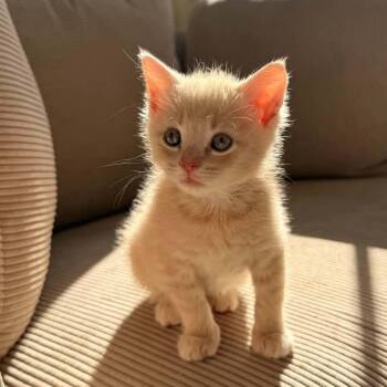 Adorable Nilly -  Domestic Short Hair Cat for Adoption in South Riding, Virginia - Adorable Nilly | PetCurious