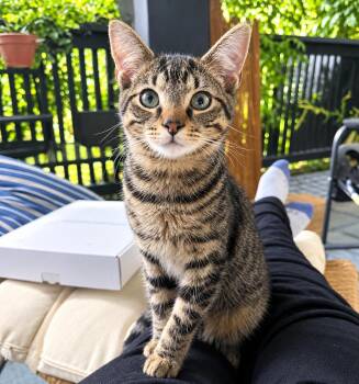 Fennec -  Domestic Short Hair Cat for Adoption - Fennec | PetCurious