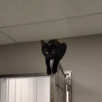 Rescue Domestic Short Hair Cats for Adoption in Richmond, Missouri - Fred | PetCurious