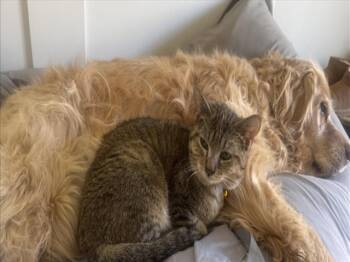 Domestic Short Hair Cats Available for Adoption - LOUISE | PetCurious