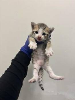 Domestic Short Hair Cats Available for Adoption in Doral, Florida - MISU | PetCurious