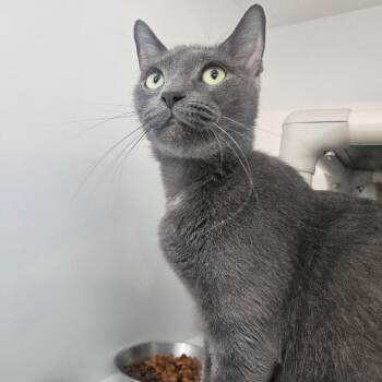 Mountain Berry Punch -  Domestic Short Hair Cat for Adoption in Warwick, Rhode Island - Mountain Berry Punch | PetCurious