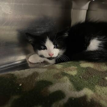 Rich -  Domestic Short Hair Cat for Adoption in Mentor, Ohio - Rich | PetCurious