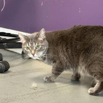 Sassafras -  Domestic Short Hair Cat for Adoption in Salt Lake City, Utah - Sassafras | PetCurious