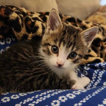 Rescue American Shorthair Cats for Adoption in Fulton, Missouri - Larry | PetCurious