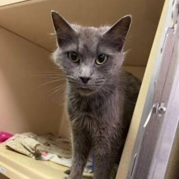 Domestic Short Hair Cats Available for Adoption in Elyria, Ohio - Smokey | PetCurious