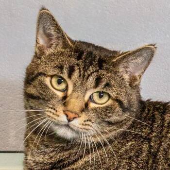 Domestic Short Hair Cats Available for Adoption in Oakville, Ontario - Harry | PetCurious