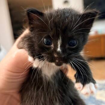 Mauer -  Domestic Medium Hair Cat for Adoption in Abilene, Texas - Mauer | PetCurious