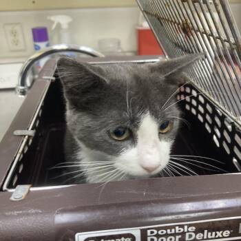 Domestic Short Hair Cats Available for Adoption in Galveston, Texas - Jack | PetCurious