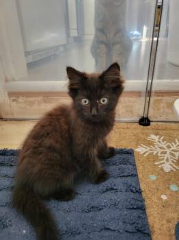 Rescue Domestic Long Hair Cats for Adoption in Livonia, Michigan - C295 Litter Merriman | PetCurious