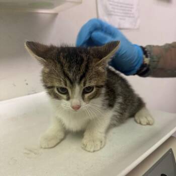 Domestic Short Hair Cats Available for Adoption in Charleston, West Virginia - ASAP Rocky | PetCurious