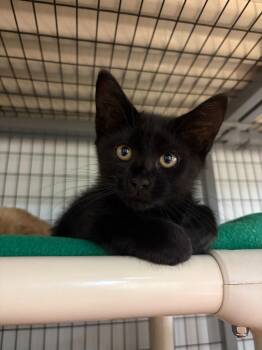 Ocean -  Domestic Short Hair Cat for Adoption in Lovingston, Virginia - Ocean | PetCurious