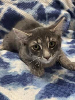 Murphy -  Domestic Long Hair Cat for Adoption in Vacaville, California - Murphy | PetCurious