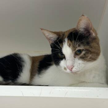 Cali -  Domestic Short Hair Cat for Adoption in Reisterstown, Maryland - Cali | PetCurious