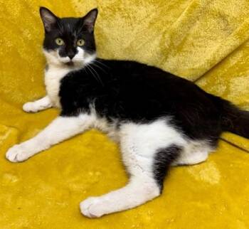 Rescue Domestic Short Hair Cats for Adoption in Gary, Indiana - Mr. Whiskers | PetCurious