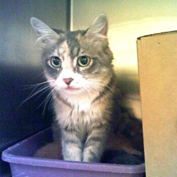 Minerva -  Dilute Tortoiseshell Cat for Adoption in Millcreek, Utah - Minerva | PetCurious