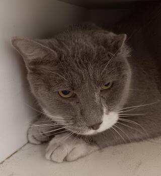 Domestic Short Hair Cats Available for Adoption in New Castle, Indiana - Marty | PetCurious