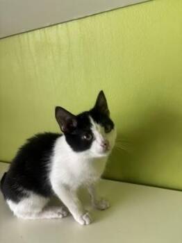 Cubby -  Domestic Short Hair Cat for Adoption in New Orleans, Louisiana - Cubby | PetCurious