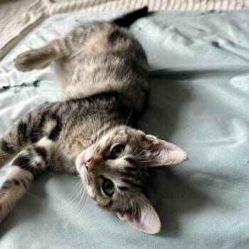 Annie Holstein -  Domestic Short Hair Cat for Adoption in South Burlington, Vermont - Annie Holstein | PetCurious