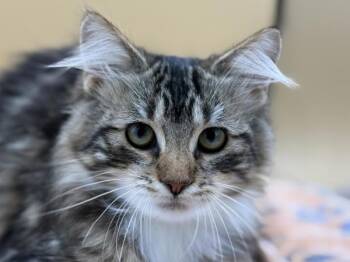 Dragon -  Domestic Long Hair Cat for Adoption in Portland, Oregon - Dragon | PetCurious