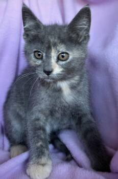 Sunny -  Dilute Tortoiseshell Cat for Adoption in Hood River, Oregon - Sunny | PetCurious