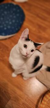 Supra -  Domestic Short Hair Cat for Adoption in Mission Viejo, California - Supra | PetCurious