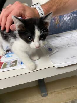 Vector -  Domestic Medium Hair Cat for Adoption in Troy, Ohio - Vector | PetCurious