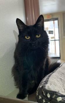 Domestic Medium Hair Cats Available for Adoption - Sophie | PetCurious