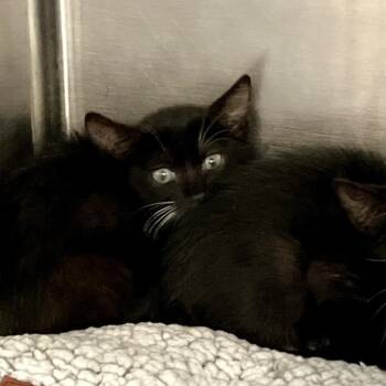 Marsha -  Domestic Short Hair Cat for Adoption in Port Charlotte, Florida - Marsha | PetCurious