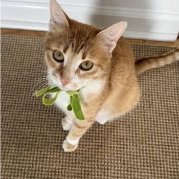 Tabby Cats Available for Adoption in Stamford, Connecticut - Trixie | PetCurious