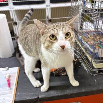 Domestic Short Hair Cats Available for Adoption in Laredo, Texas - Chin Chin | PetCurious