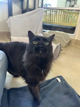 Rescue Domestic Long Hair Cats for Adoption in Santa Rosa, California - Crowley | PetCurious