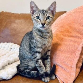 Santi Huggy Noodle Love -  Tabby and Domestic Short Hair Cat for Adoption in Friendswood, Texas - Santi Huggy Noodle Love | PetCurious