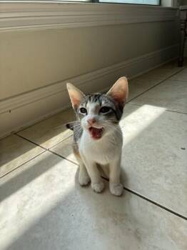 Zoila -  Domestic Short Hair Cat for Adoption in Covington, Louisiana - Zoila | PetCurious
