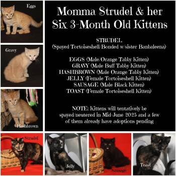 Rescue Domestic Short Hair Cats for Adoption in Marietta, Ohio - Strudel