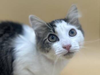 Monique -  Domestic Medium Hair Cat for Adoption in Portland, Oregon - Monique | PetCurious