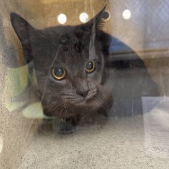 Rescue Domestic Short Hair Cats for Adoption in Philadelphia, Pennsylvania - Marquis | PetCurious