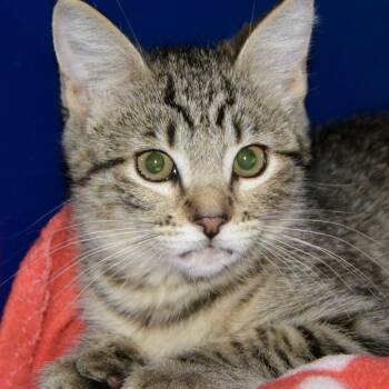Dunkin -  Domestic Short Hair Cat for Adoption in Los Angeles, California - Dunkin | PetCurious
