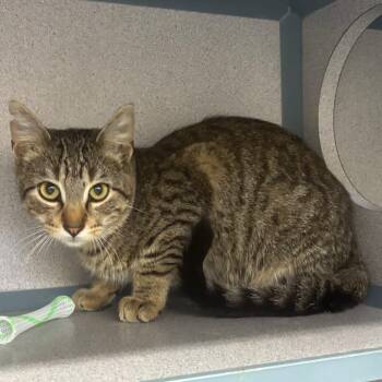 Bam Bam -  Domestic Short Hair Cat for Adoption in Marshalltown, Iowa - Bam Bam | PetCurious