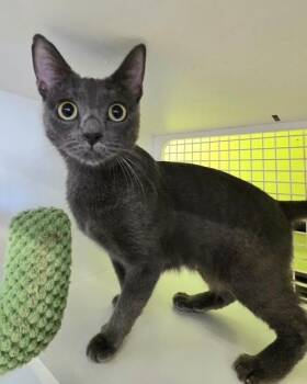 Rescue Domestic Short Hair Cats for Adoption in Fort Myers, Florida - Lexi | PetCurious
