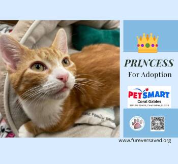 Domestic Short Hair Cats Available for Adoption - Princess | PetCurious