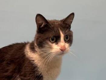Zane -  Domestic Short Hair Cat for Adoption in Golden Valley, Minnesota - Zane | PetCurious