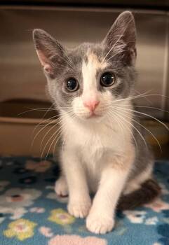 Domestic Short Hair Cats Available for Adoption in Ocala, Florida - Chaiyo | PetCurious
