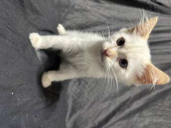 Rescue Domestic Short Hair Cats for Adoption in Tucson, Arizona - Brick | PetCurious
