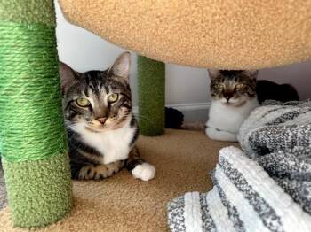 Tabby and Domestic Short Hair Cats Available for Adoption in Lombard, Illinois - Maura & Madeline | PetCurious
