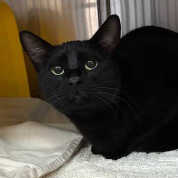 Rescue Domestic Short Hair Cats for Adoption in Manhattan, Kansas - Luna | PetCurious