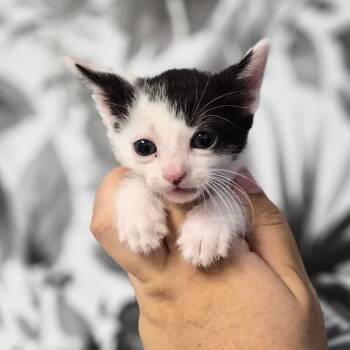 Domestic Medium Hair Cats Available for Adoption in Wahiawa, Hawaii - Dynamo | PetCurious