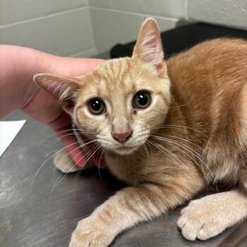 Louis -  Domestic Short Hair Cat for Adoption in Bristol, Indiana - Louis | PetCurious