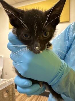 Bronco -  Domestic Short Hair Cat for Adoption in Raleigh, North Carolina - Bronco | PetCurious