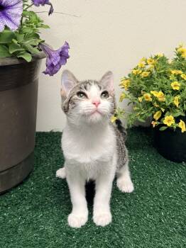 Lesley -  Domestic Short Hair Cat Available for Adoption in Effingham, Illinois - Lesley | PetCurious